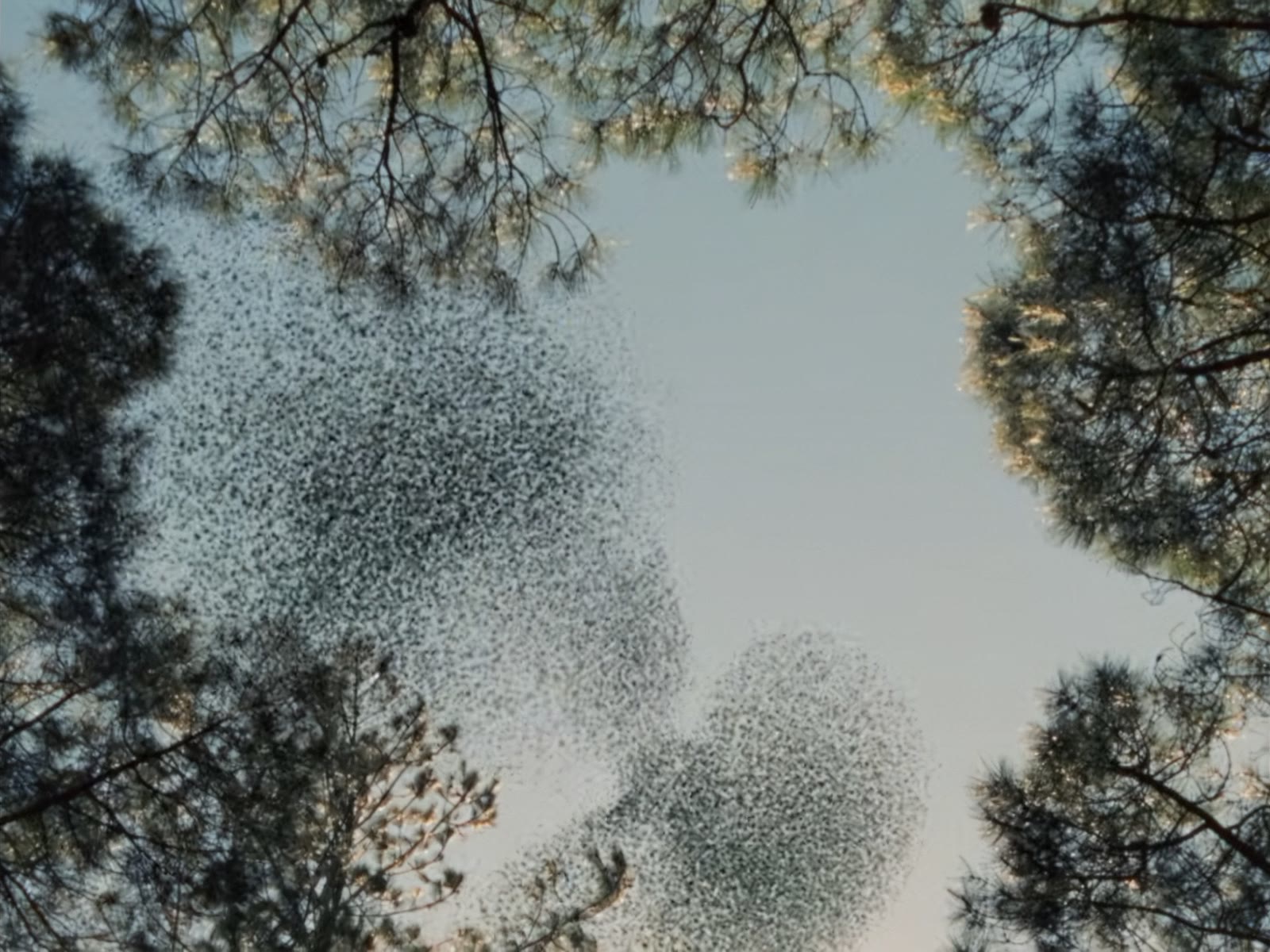 Radical Tenderness - Nick Mulvey still 2